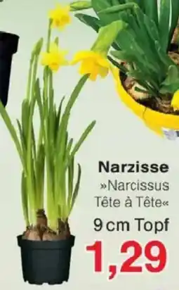 Jawoll Narzisse Angebot