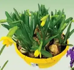 Jawoll Narzisse 19 cm Schale Angebot