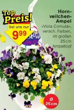 Jawoll Hornveilchen Ampe>>Viola Cornuta<<, versch. Farben, Angebot