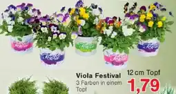 Jawoll Viola Festival Angebot