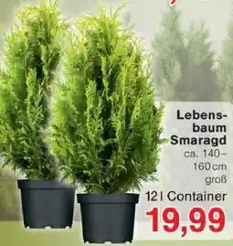 Jawoll Lebensbaum Smaragd Angebot
