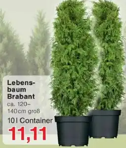 Jawoll Lebensbaum Brabant Angebot