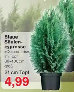 Jawoll Blaue Säulen zypresse Angebot