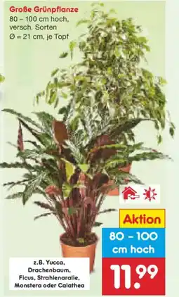 Netto Marken-Discount Große Grünpflanze Angebot