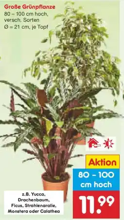Netto Marken-Discount Große Grünpflanze Angebot