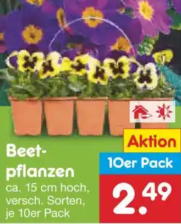 Netto Marken-Discount Beet pflanzen 10er Pack Angebot