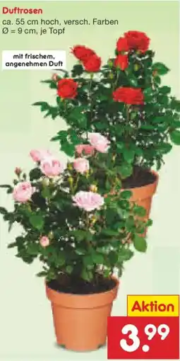 Netto Marken-Discount Duftrosen Angebot