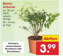 Netto Marken-Discount Beerensträucher Angebot