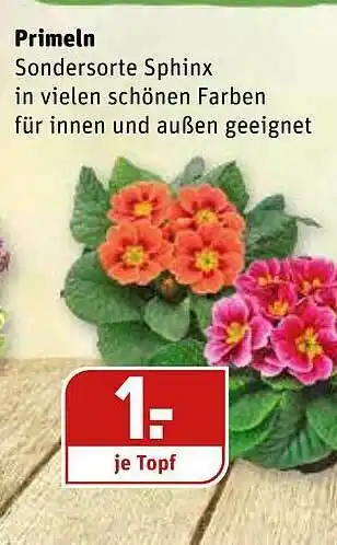 REWE Kaufpark Primeln Angebot