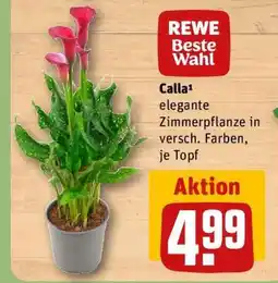 REWE Calla Angebot