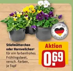 REWE Stiefmütterchen oder Hornveilchen Angebot