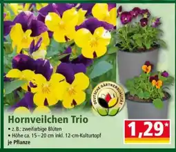 Norma Hornveilchen Trio Angebot
