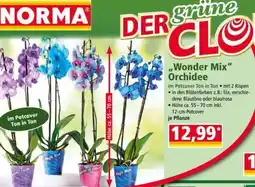 Norma „Wonder Mix“ Orchidee Angebot