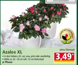 Norma Azalee XL Angebot