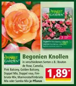 Norma Begonien Knollen Angebot