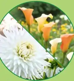 Thomas Philipps Calla Blumenzwiebeln Angebot