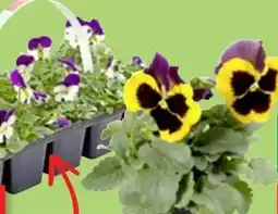 Thomas Philipps Stiefmütterchen Angebot