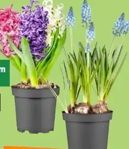 Thomas Philipps Blumenzwiebeln Mix Angebot