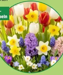 Thomas Philipps Tulpen Angebot
