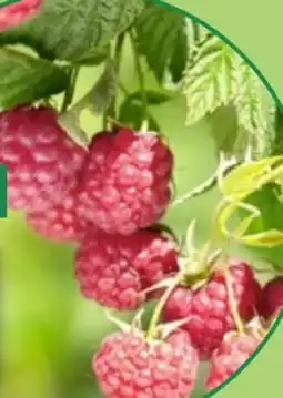 Thomas Philipps Himbeeren Pflanzen Angebot