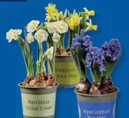 Lidl Blumenzwiebeln Angebot