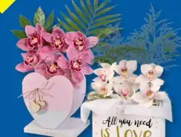 Lidl Orchideen-Gestecke Angebot