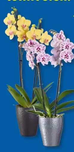 Lidl Schmetterlingsorchideen Angebot