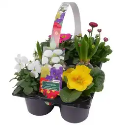 toom Baumarkt Toom Frühblühern Angebot