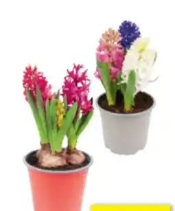 toom Baumarkt Hyazinthe Angebot