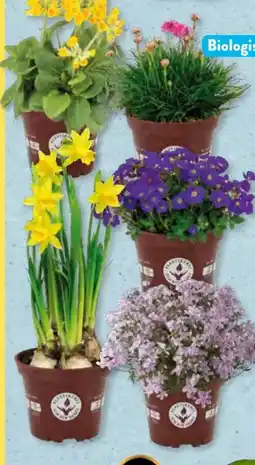 Aldi Süd Gardenline Frühjahrsblüher Angebot