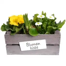 toom Baumarkt Bepflanzt Holzkiste Angebot