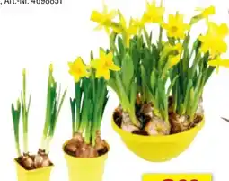 toom Baumarkt Narzisse Tete-aTete Angebot