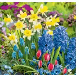 toom Baumarkt Zwiebelblumen Angebot