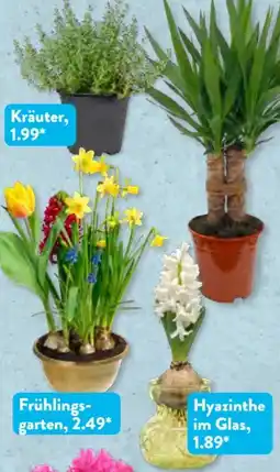Aldi Süd Gardenline Grünpflanze Angebot