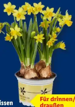 Lidl Narzissen Tête à Tête Angebot
