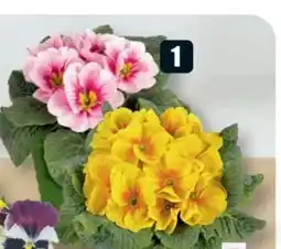 B1 Discount Baumarkt Primeln Angebot