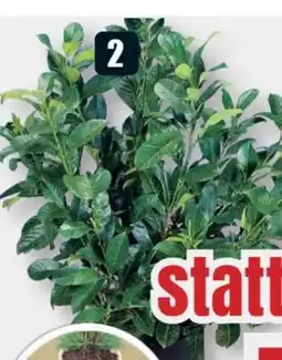 B1 Discount Baumarkt Kirschlorbeer Angebot