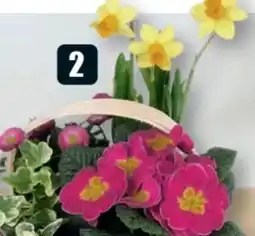 B1 Discount Baumarkt Bepflanzter Spankorb Angebot