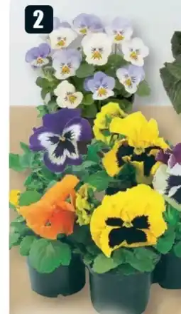 B1 Discount Baumarkt Hornveilchen Angebot