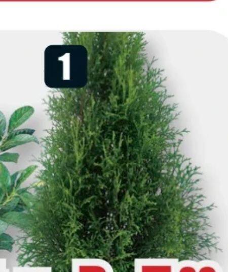 wisteria plants for sale Amethyst Falls Wisteria Vine (American Wisteria) for Sale Online main image 1