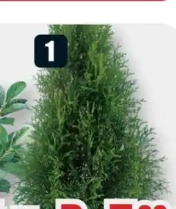 B1 Discount Baumarkt Thuja Brabant Angebot