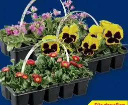 Lidl Frühlingsblüher-Tray Angebot