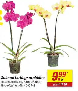 toom Baumarkt Schmetterlingsorchidee Angebot