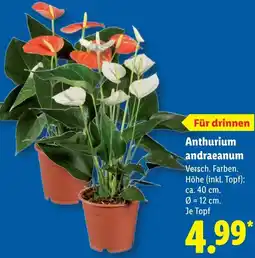 Lidl Anthurium andraeanum Angebot