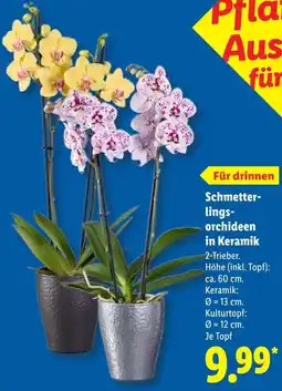 Lidl Schmetterlingsorchideen in Keramik Angebot