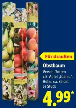 Lidl Obstbaum Angebot