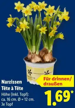 Lidl Narzissen Tête à Tête Angebot