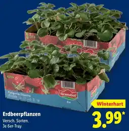Lidl Erdbeerpflanzen Angebot