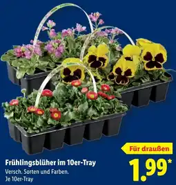 Lidl Frühlingsblüher im 10er-Tray Angebot