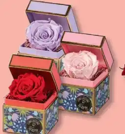 Lidl Long Lasting Rose in Geschenkbox Angebot